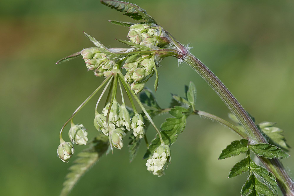 CowParsley0604175