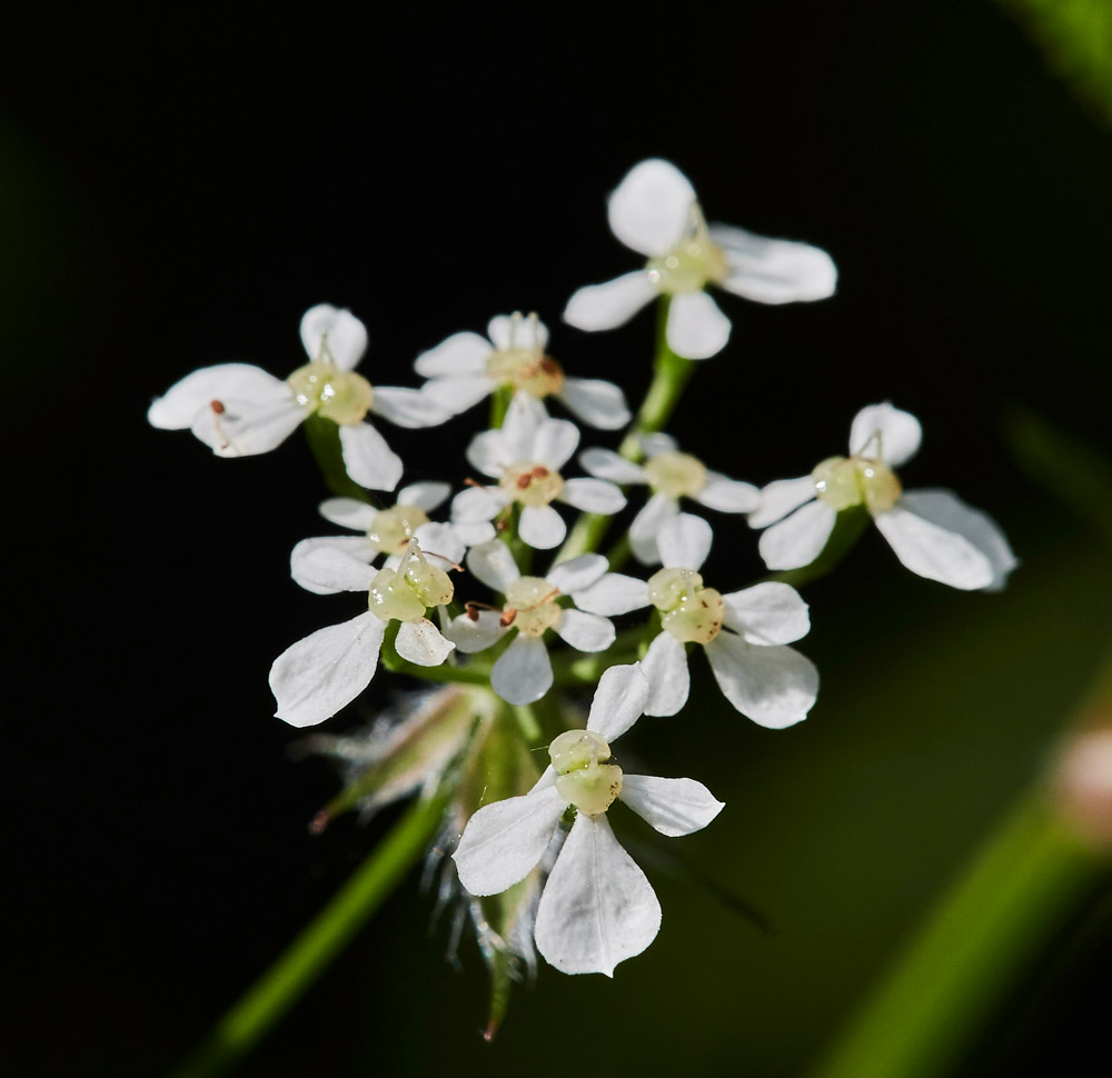 CowParsley2304171