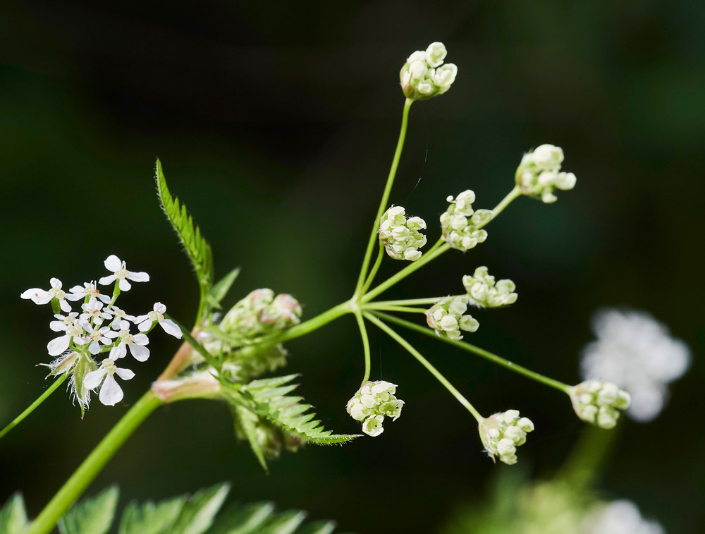 CowParsley2304172