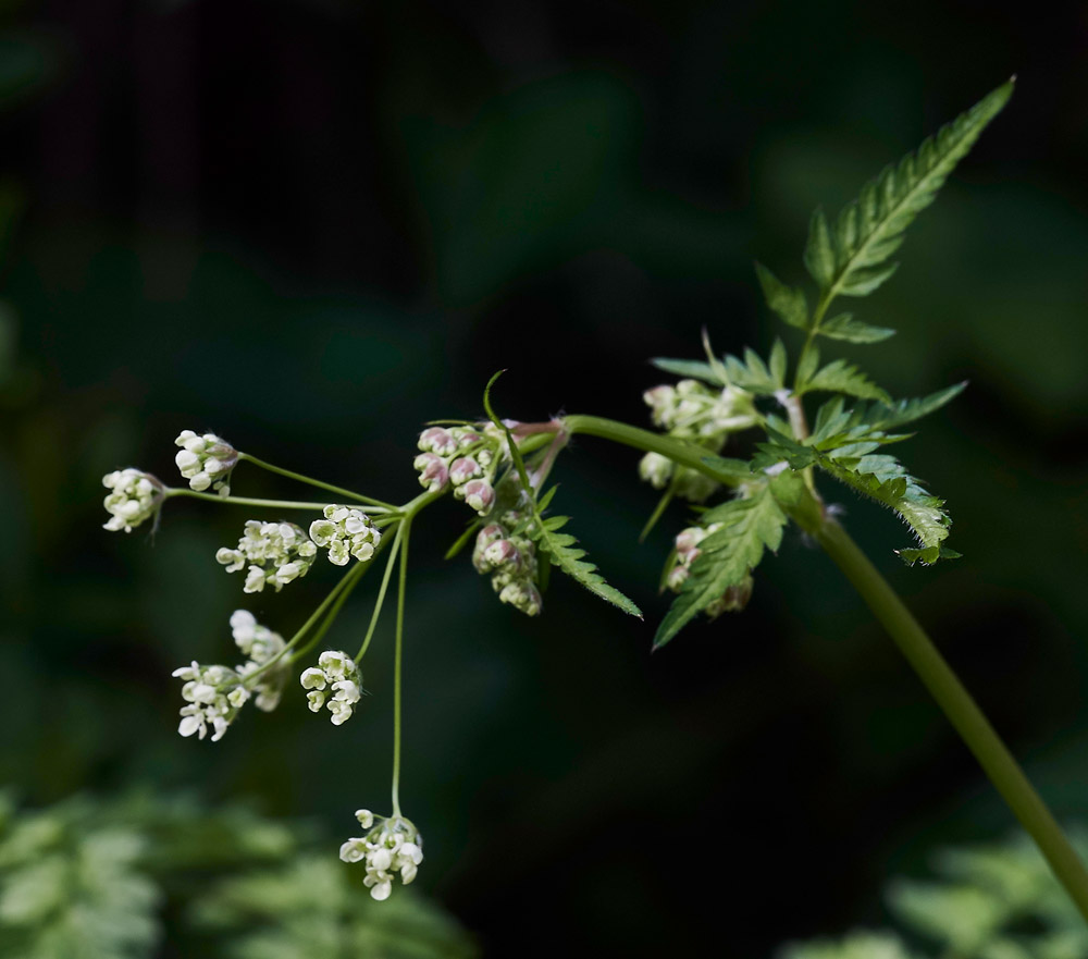 CowParsley2304173