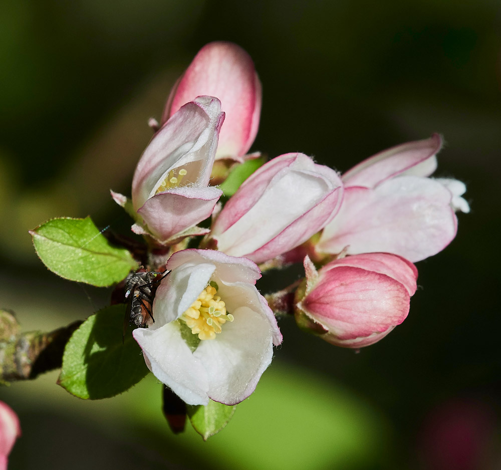 CrabApple0904174