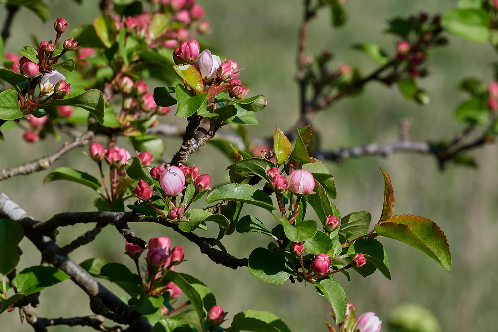 CrabApple0904175