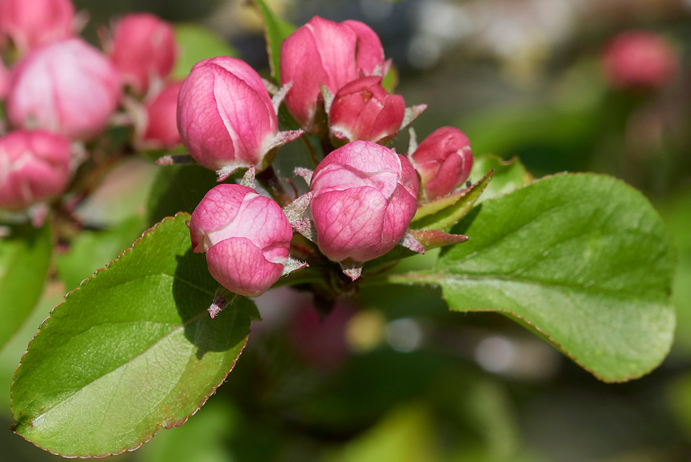 CrabApple0904176