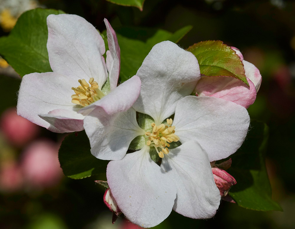 CrabApple0904177