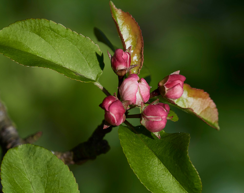 CrabApple0904178