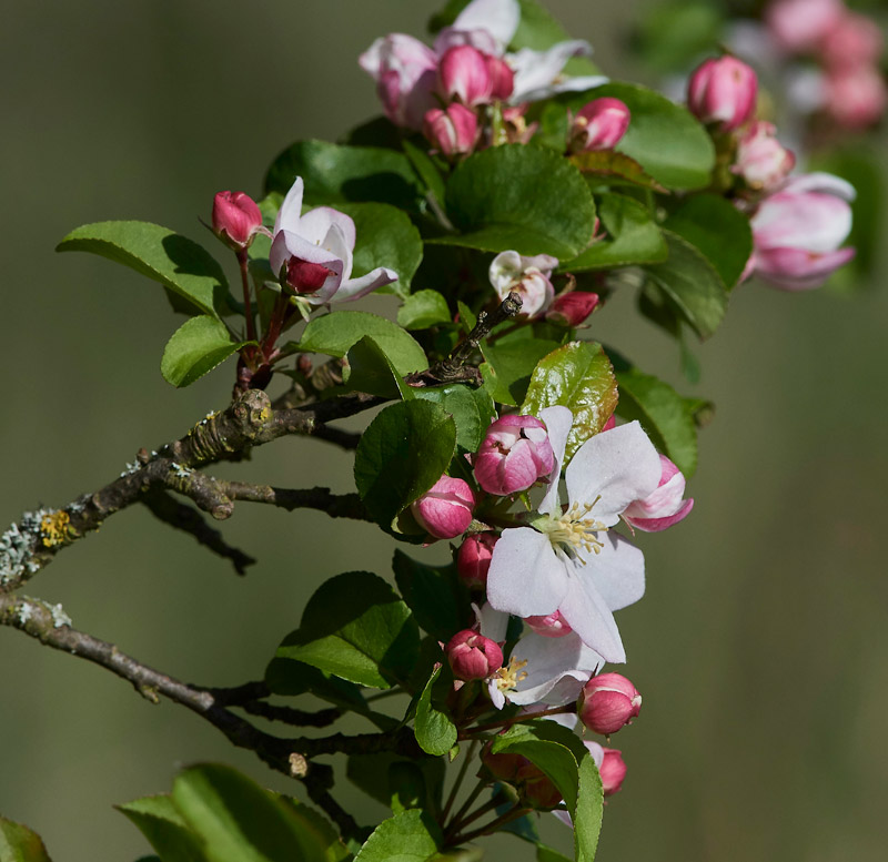 CrabApple0904179