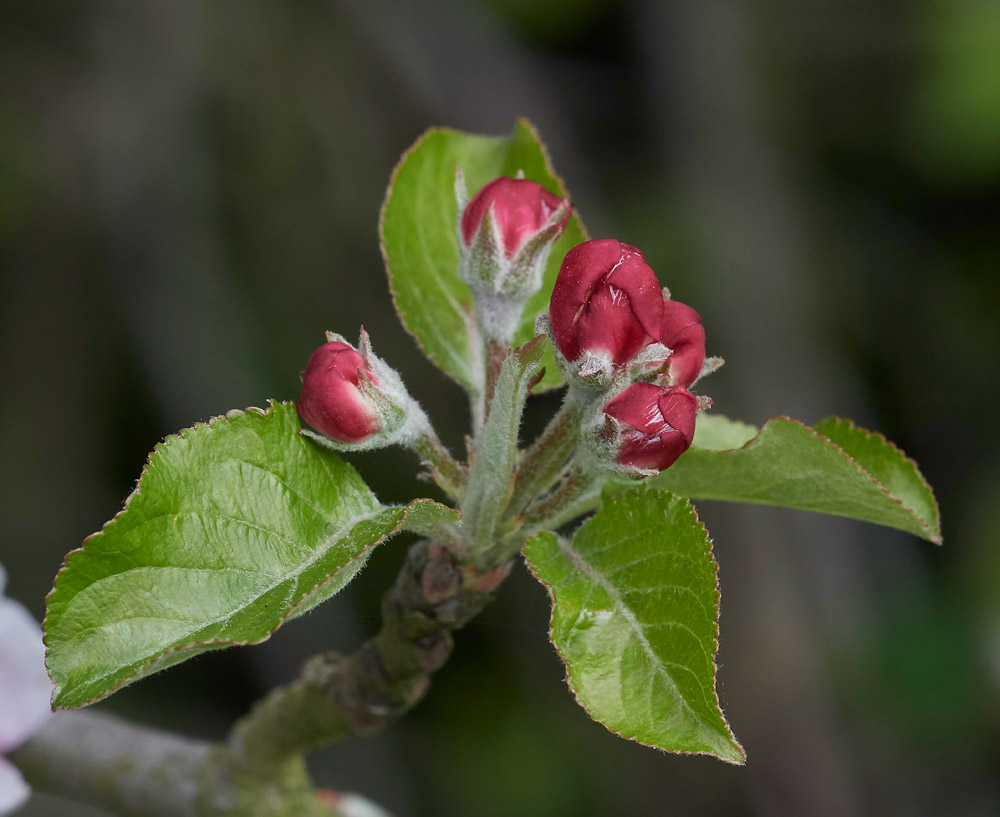 CrabApple2304171