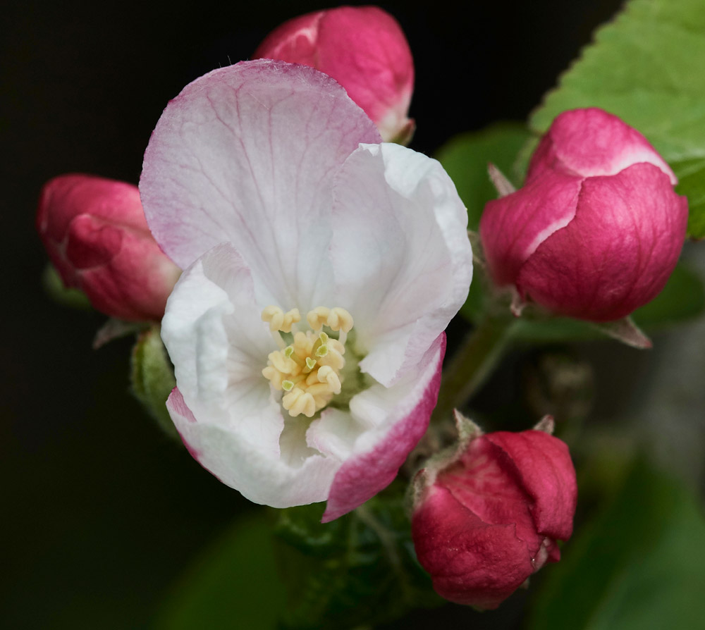 CrabApple2304172