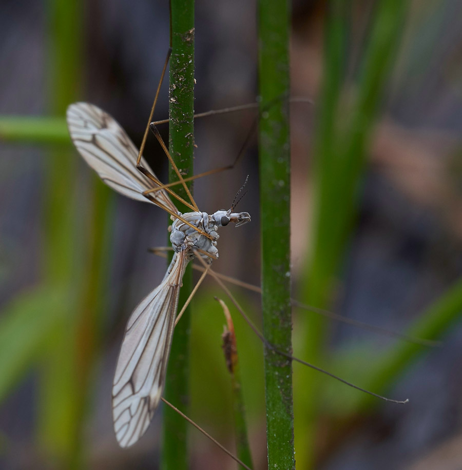 CraneFly1404172