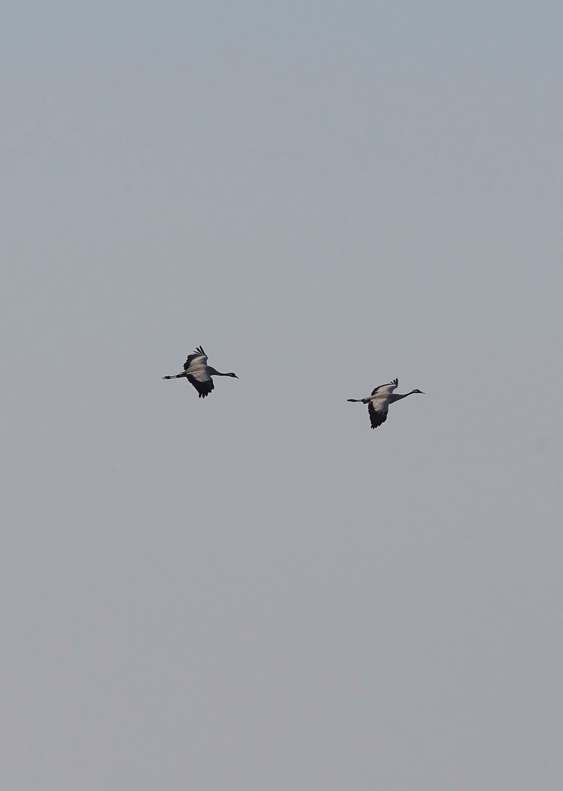 Cranes1503171