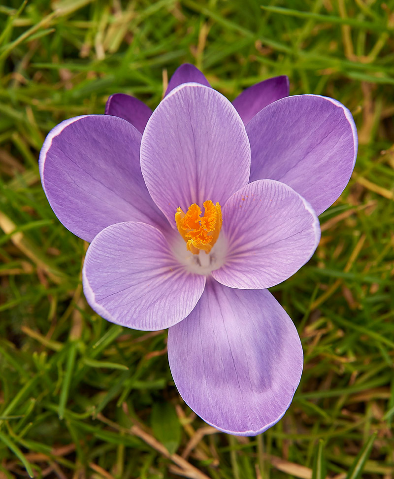 Crocus0803171