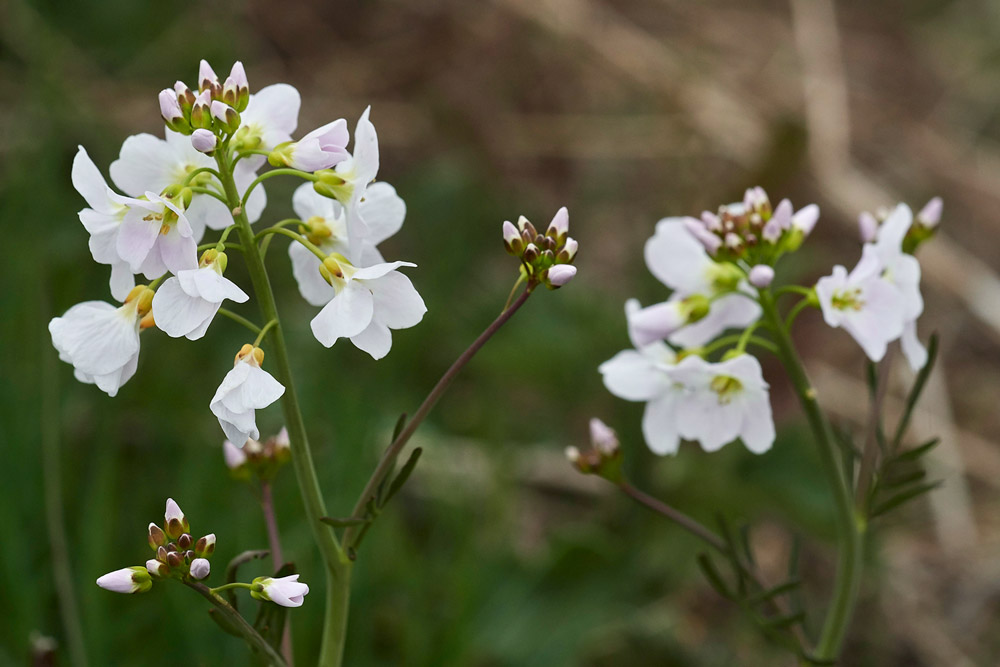 CuckooFlower0704171