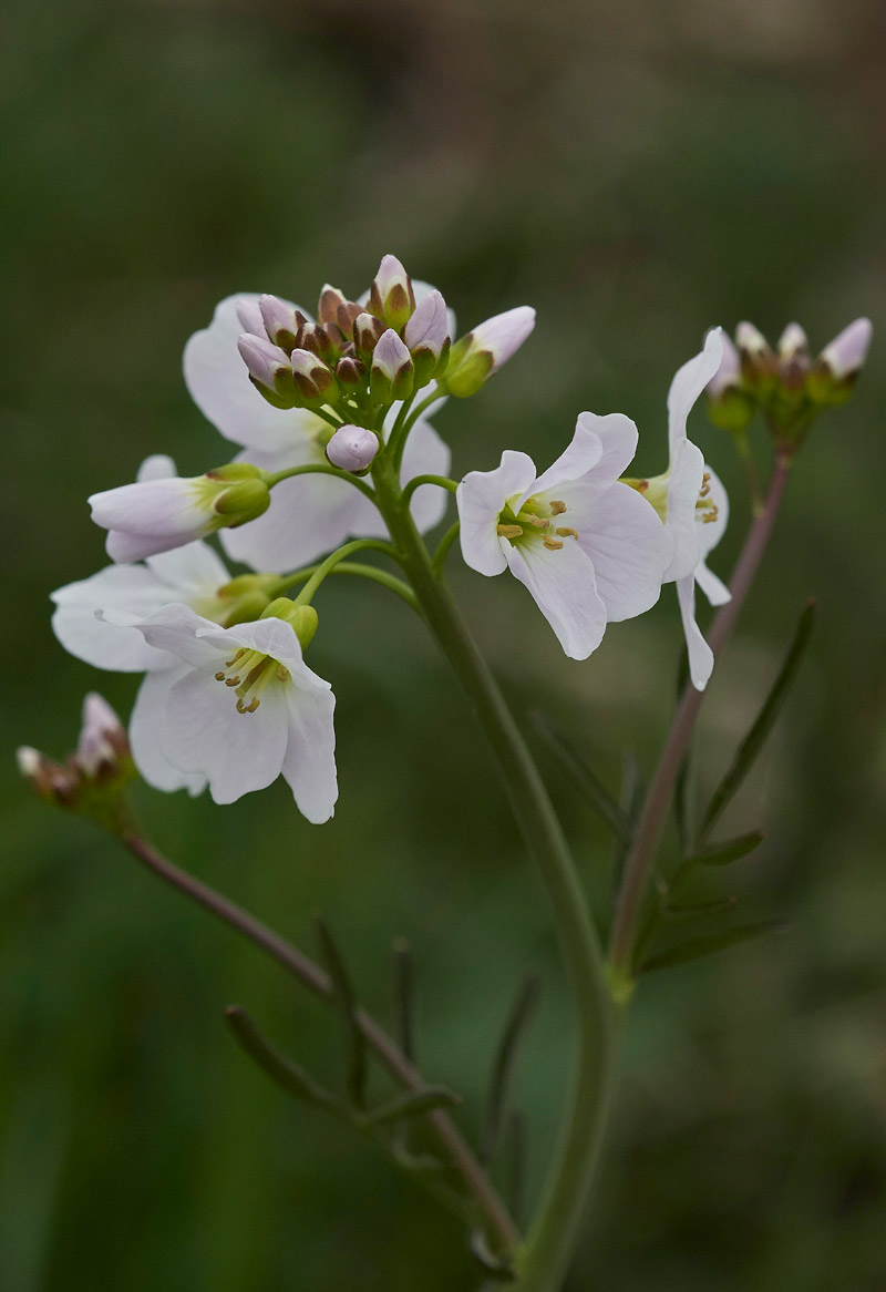 CuckooFlower0704173