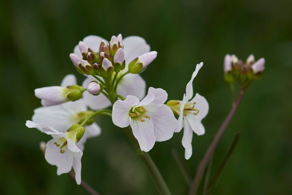 CuckooFlower0704174