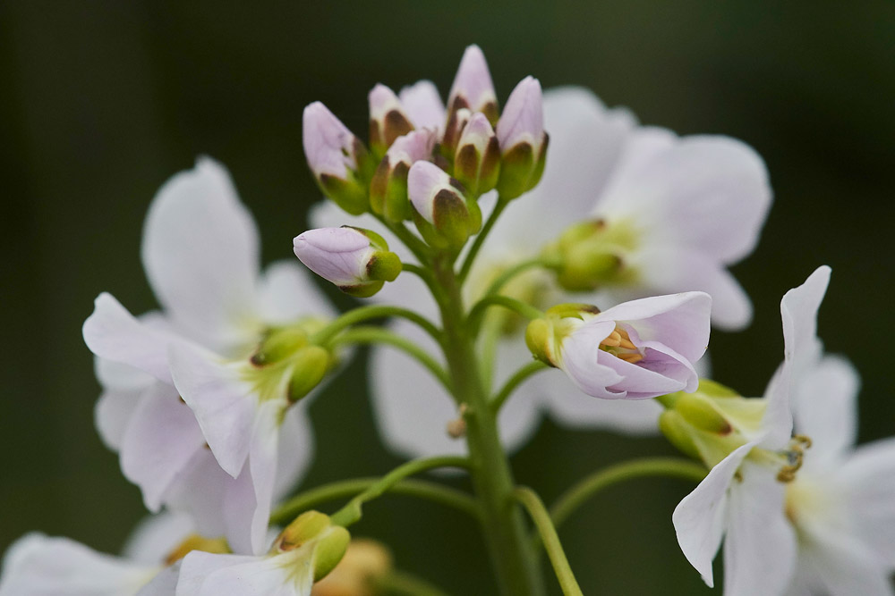 CuckooFlower0704176