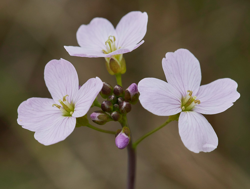 CuckooFlower1404171