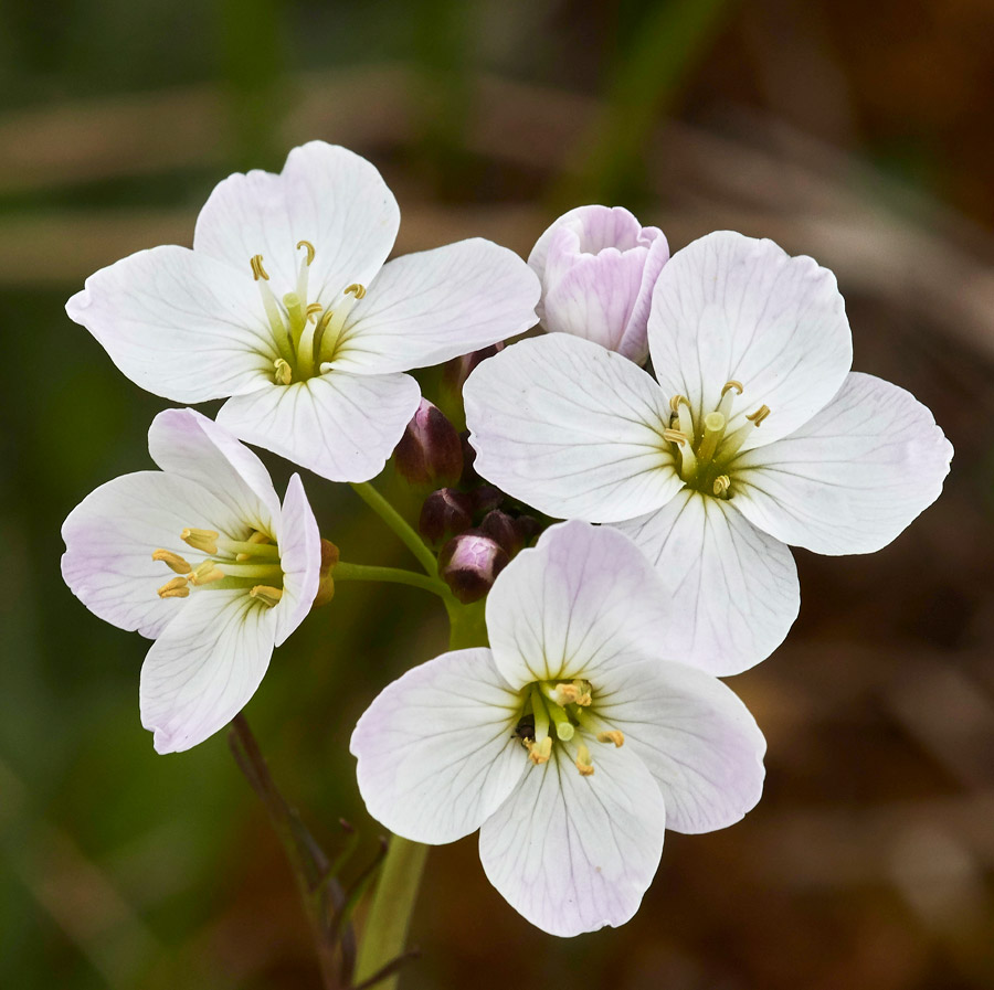 CuckooFlower1404172