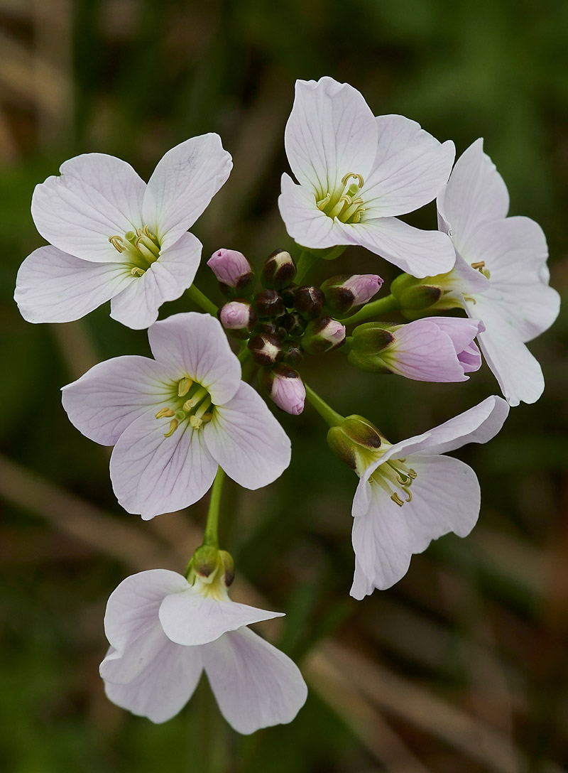 CuckooFlower1404173