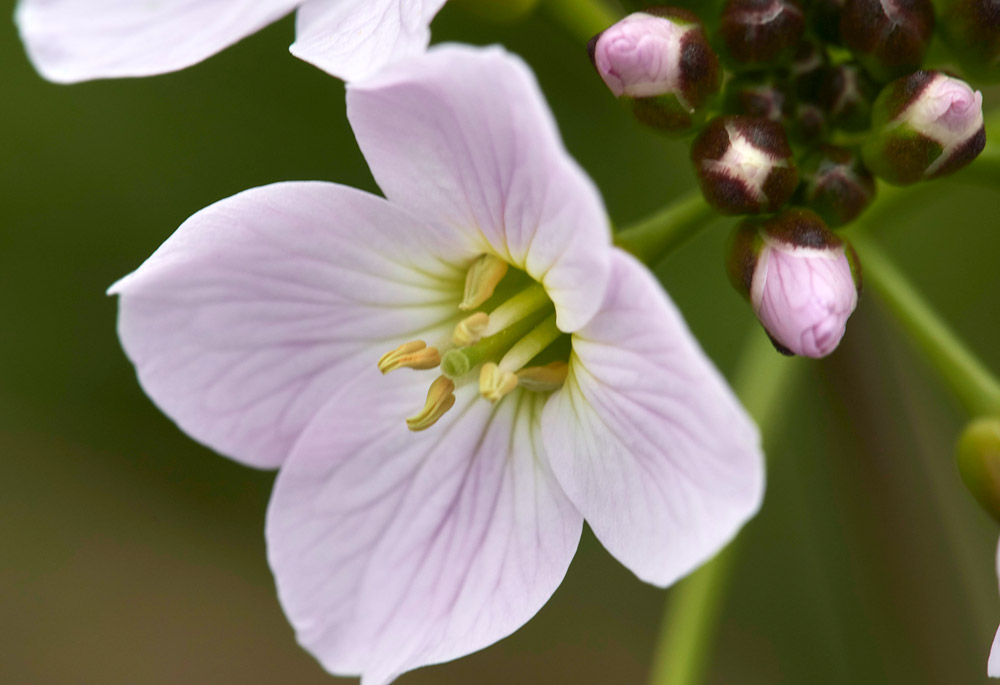 CuckooFlower1404174