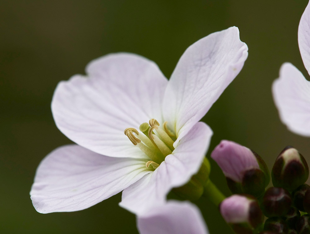 CuckooFlower1404175