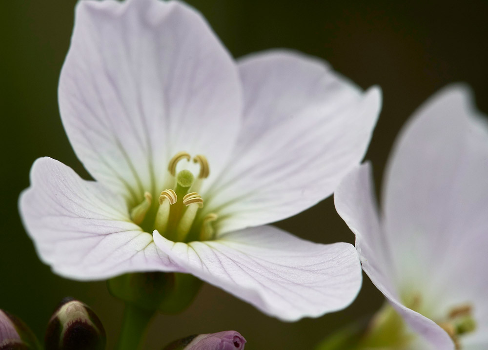 CuckooFlower1404176