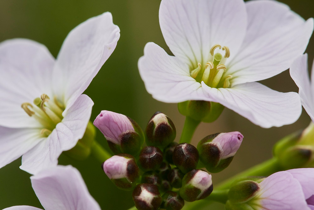 CuckooFlower1404178