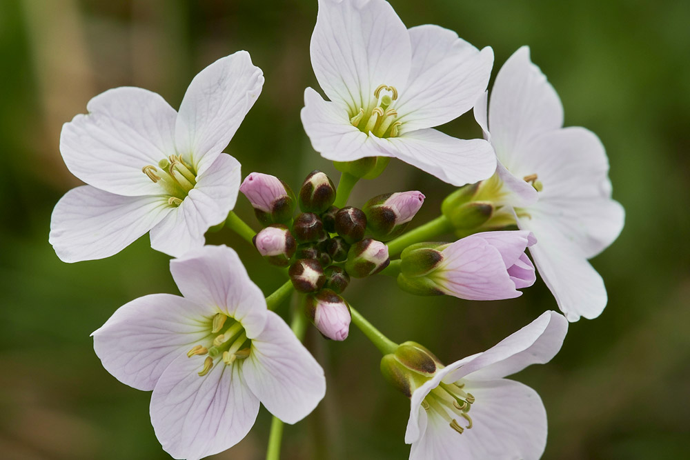 CuckooFlower1404179