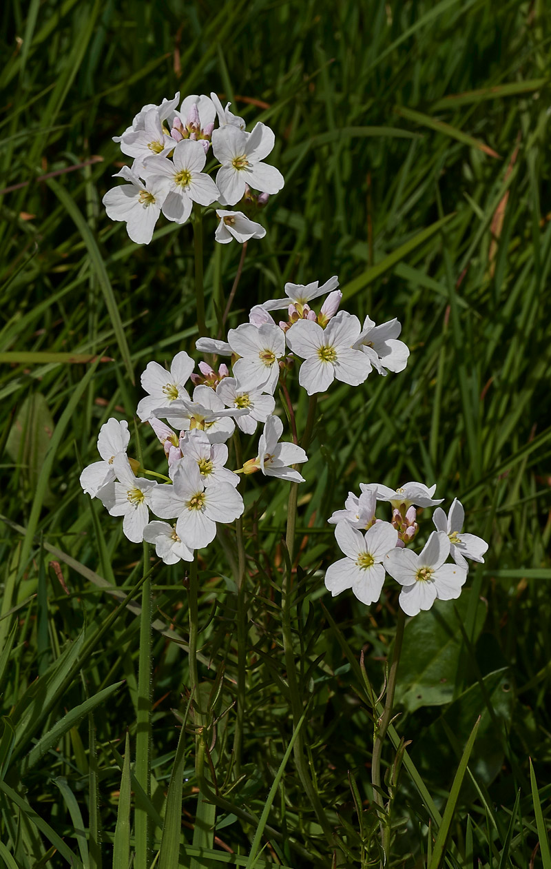 CuckooFlower1704171