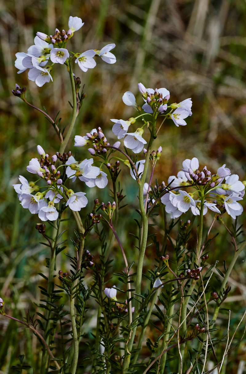 CuckooFlower1904171