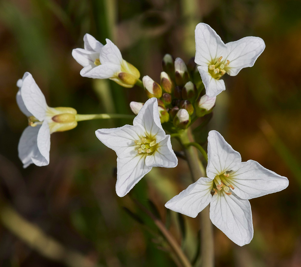 CuckooFlower1904172