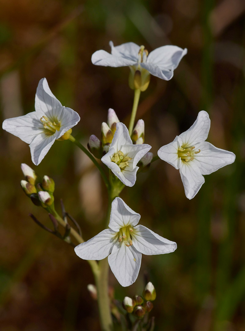 CuckooFlower1904174