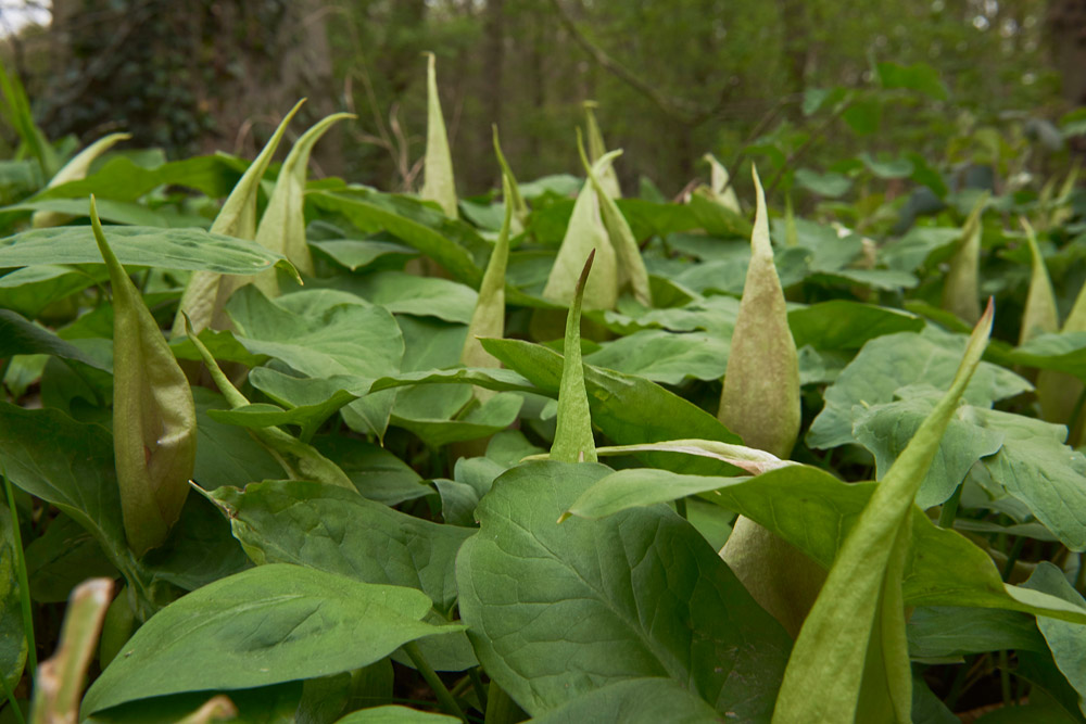 CuckooPint2004171