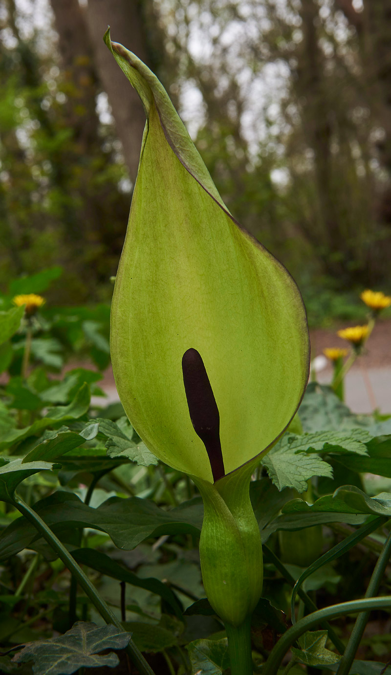 CuckooPint2004172