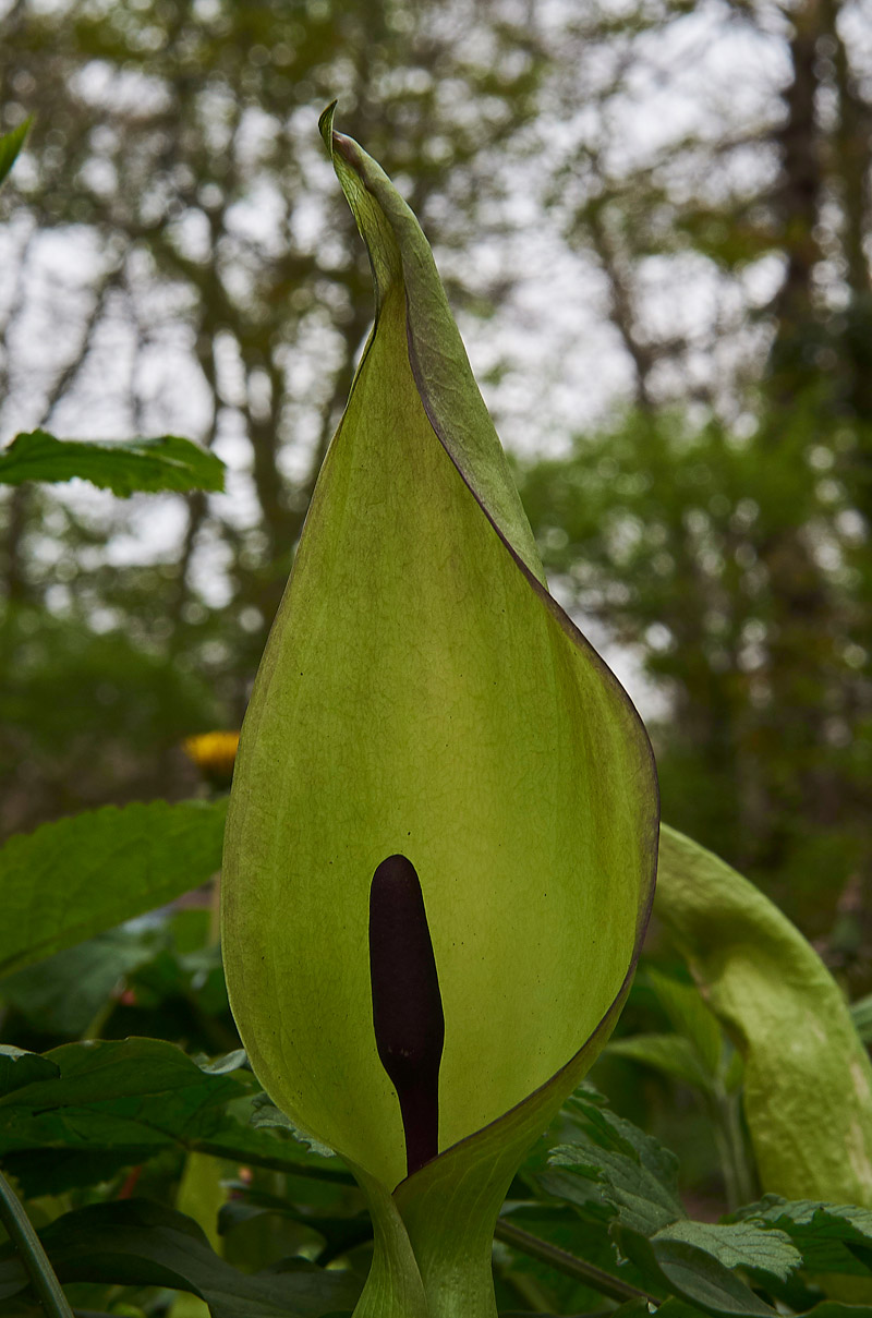 CuckooPint2004173