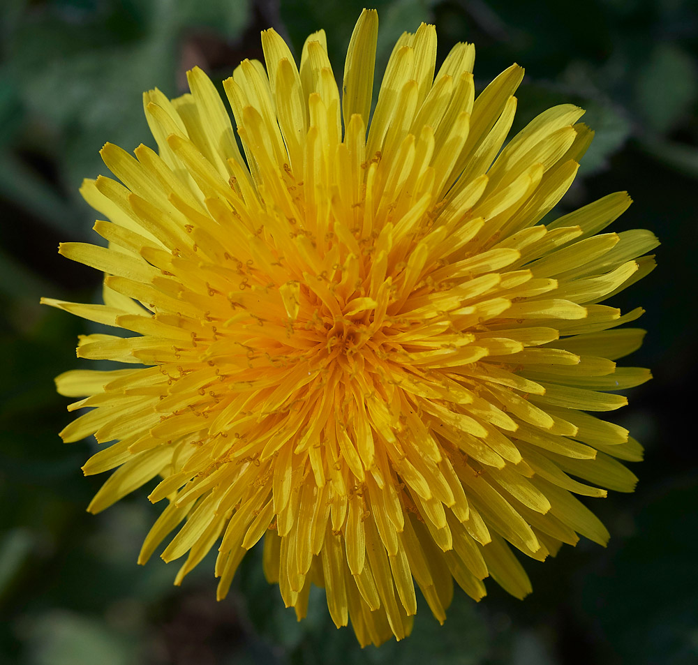 Dandelion0604171