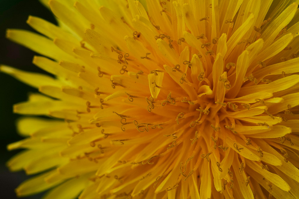 Dandelion0604172