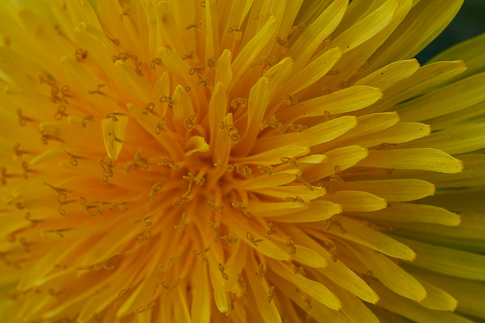 Dandelion0604173