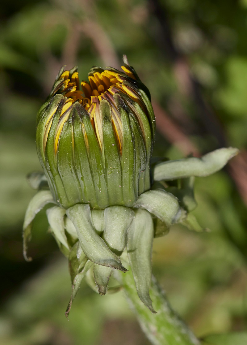 Dandelion0904172