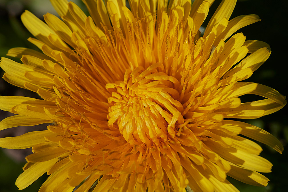 Dandelion0904174