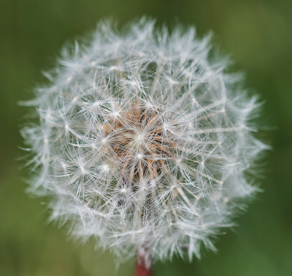 Dandelion1704172