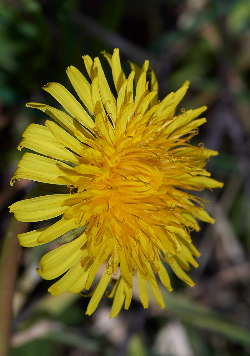 Dandelion2503171