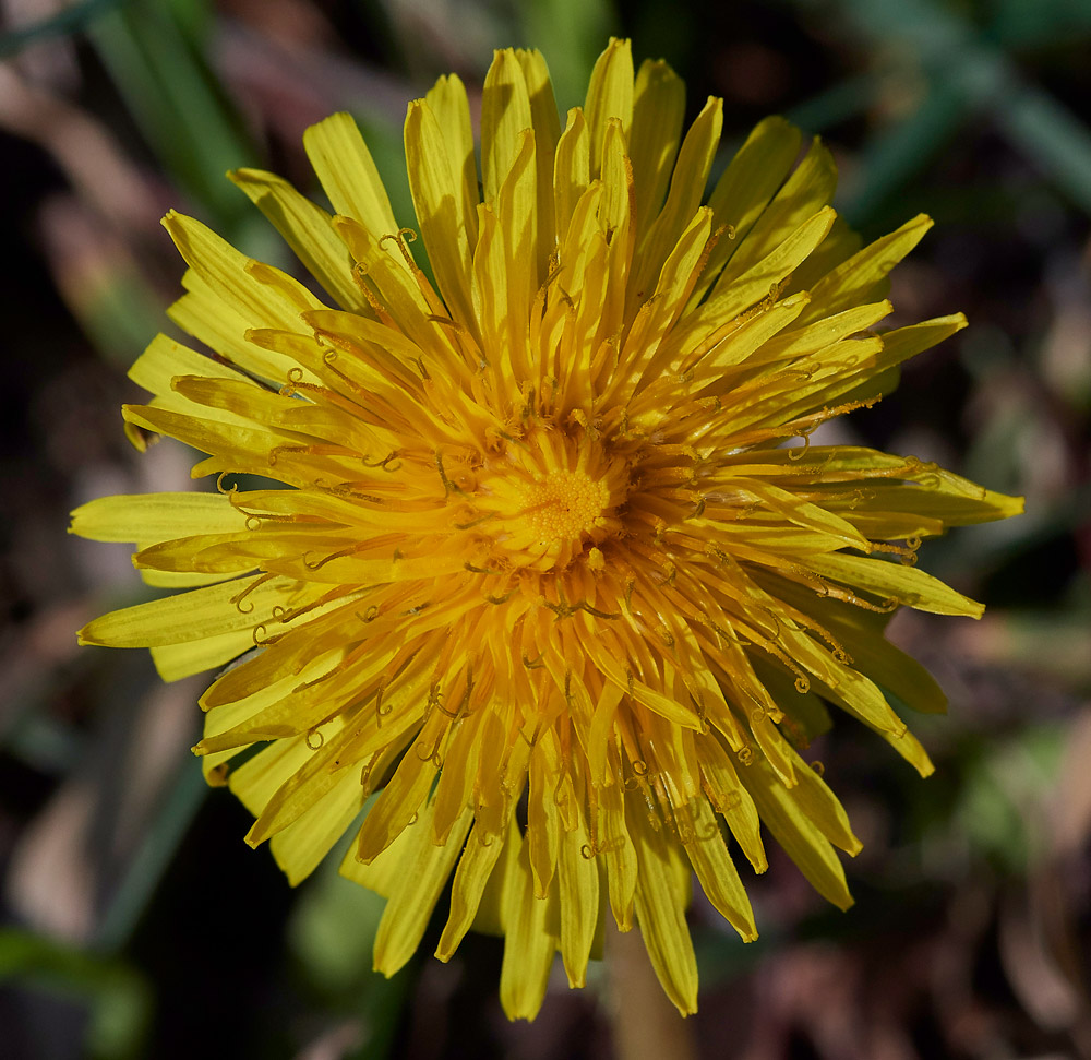 Dandelion2503173