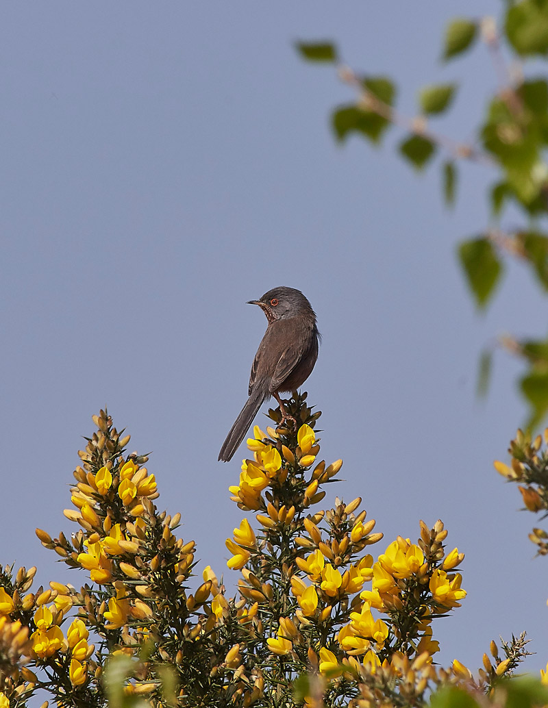 DartfordWarbler0804171