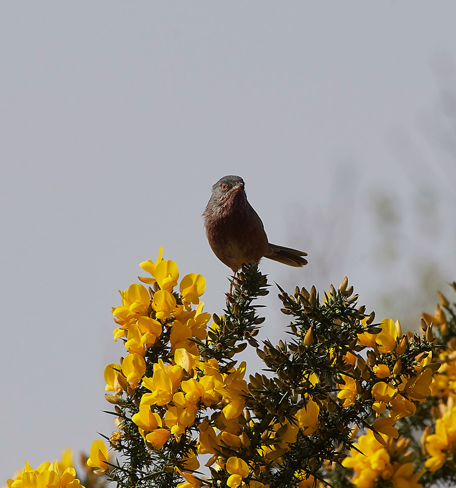 DartfordWarbler0804173