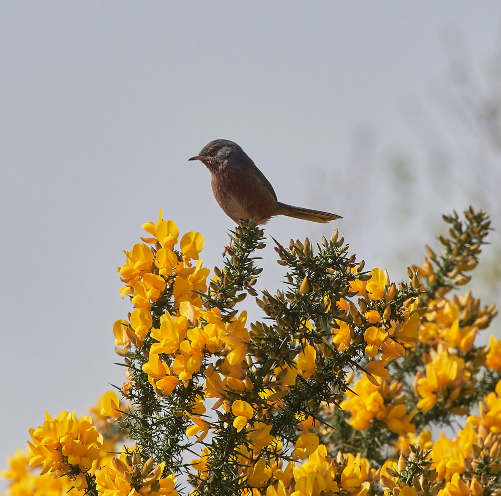 DartfordWarbler0804174