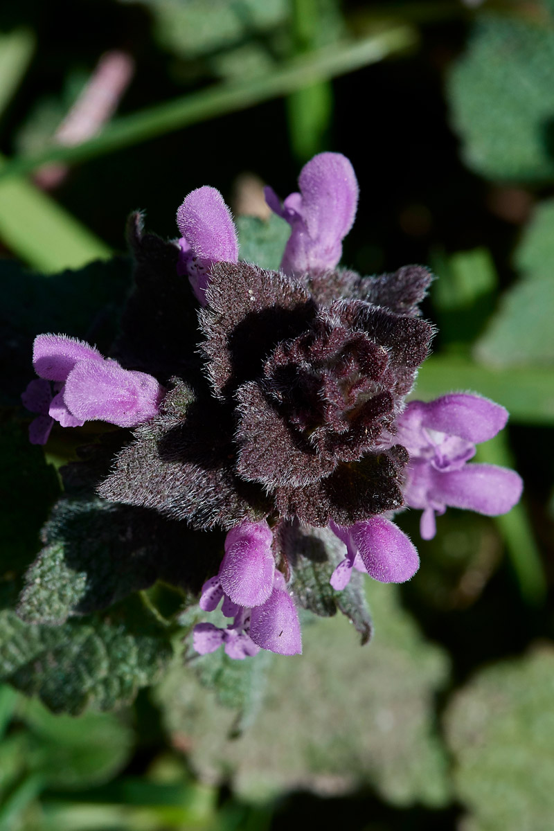 DeadNettle0903172