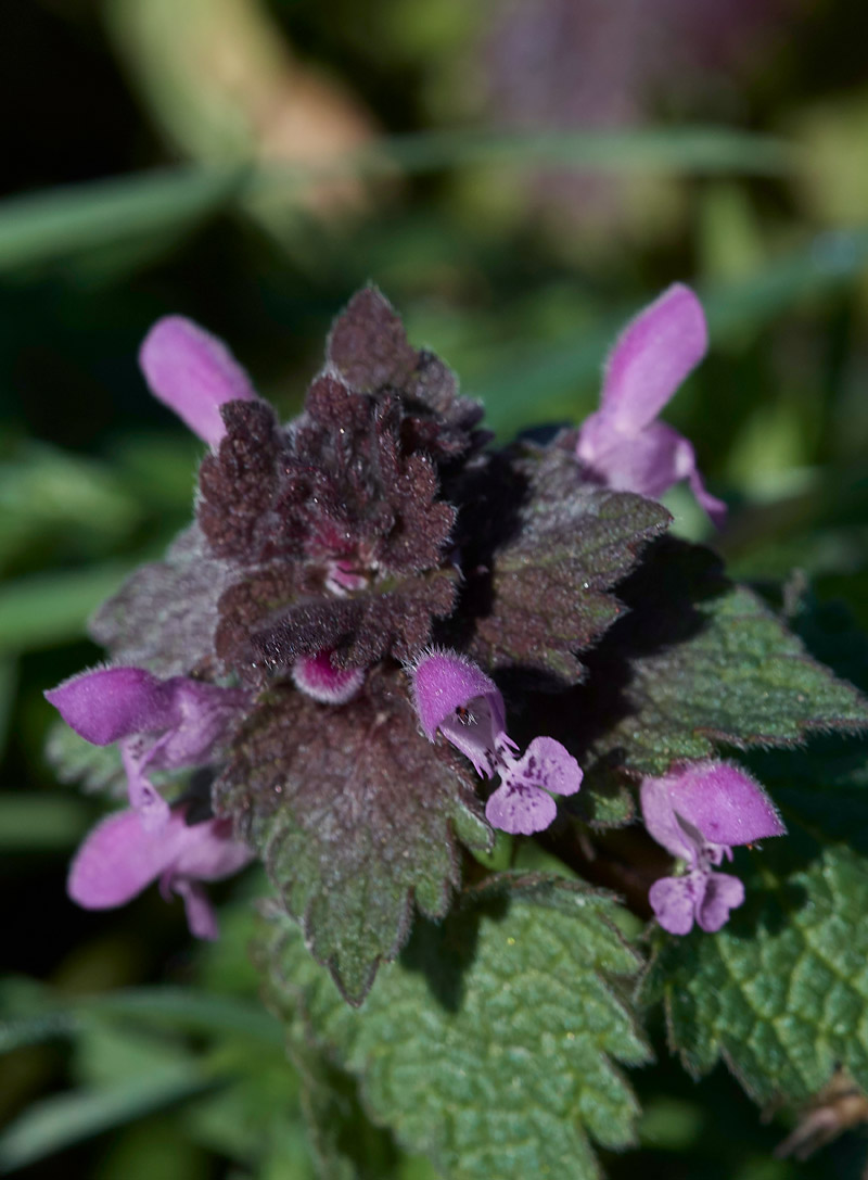 DeadNettle0903173