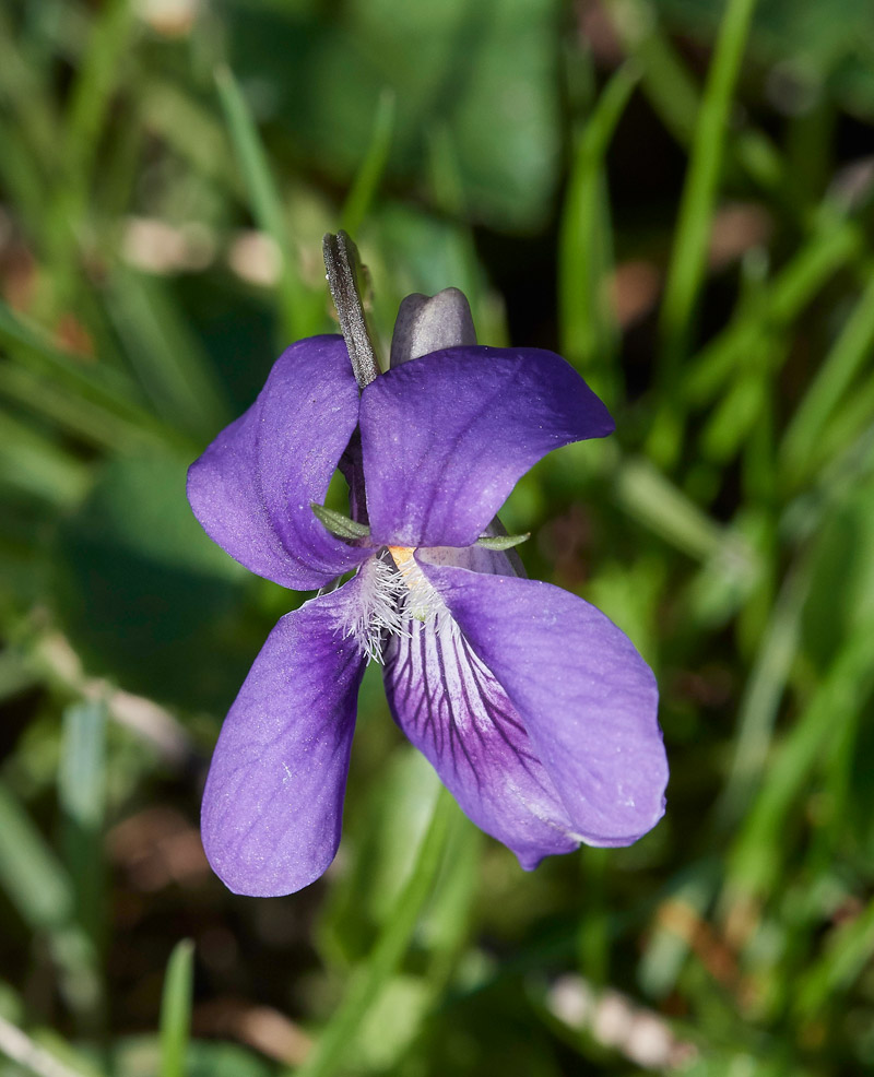 Dog-Violet240371