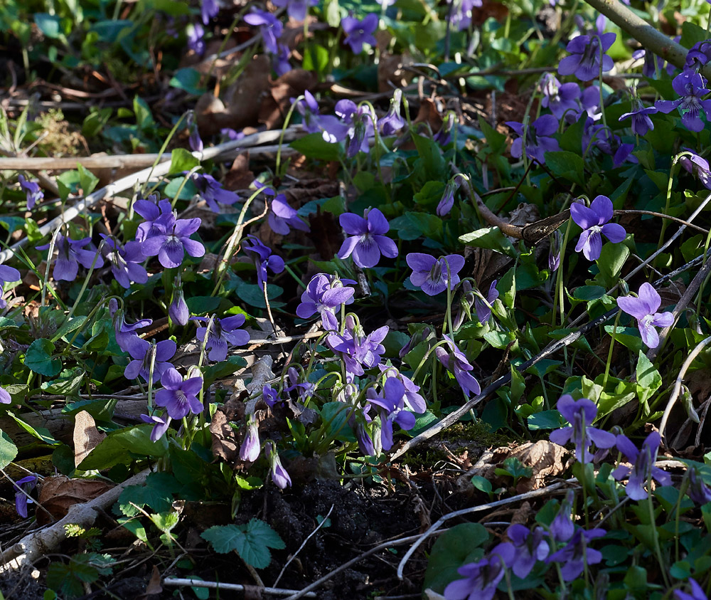 Dog-Violet2403712