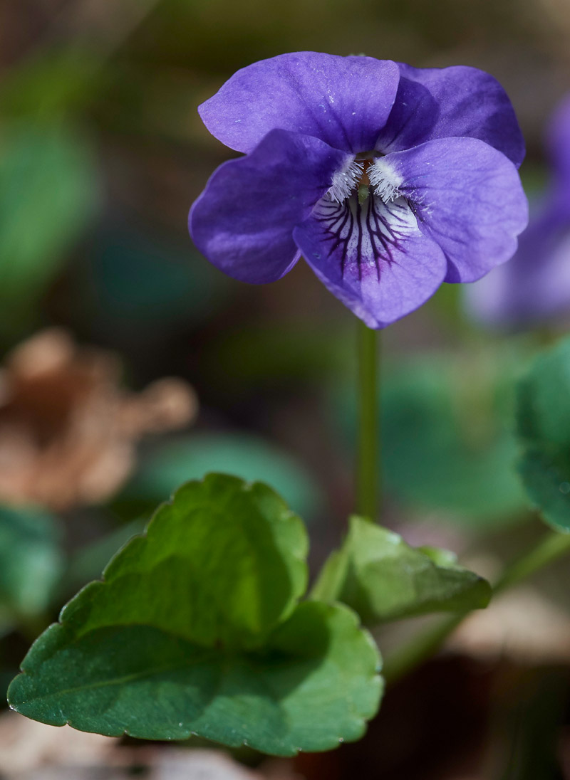 DogViolet1504171